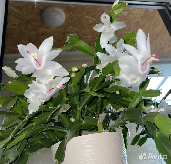 Декабрист шлюмбергера