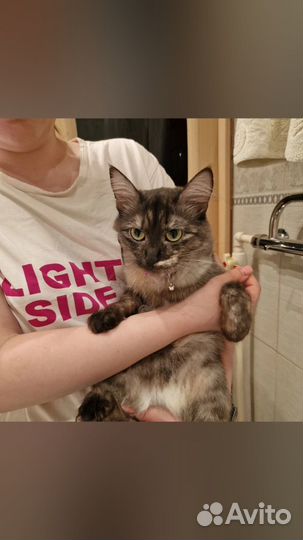 Отдам в добрые руки