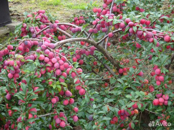 Плодовые деревья районированные
