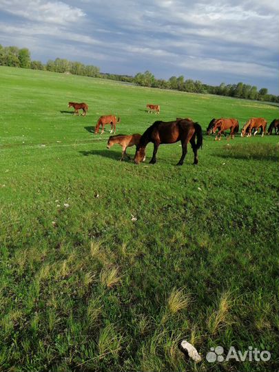 Продаются кобылы не жеребые