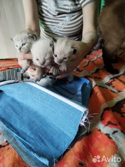 Тайские котята мальчик,девочка