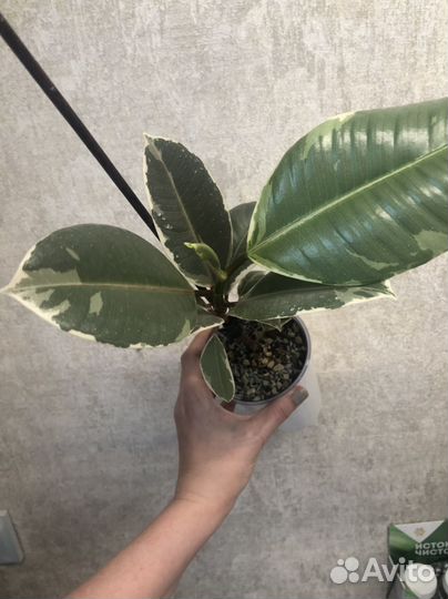 Фикус эластика тинеке