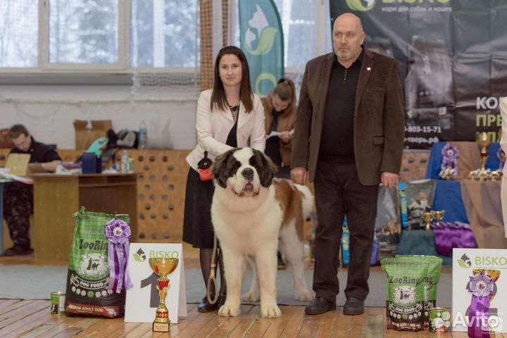 Сенбернар вязка