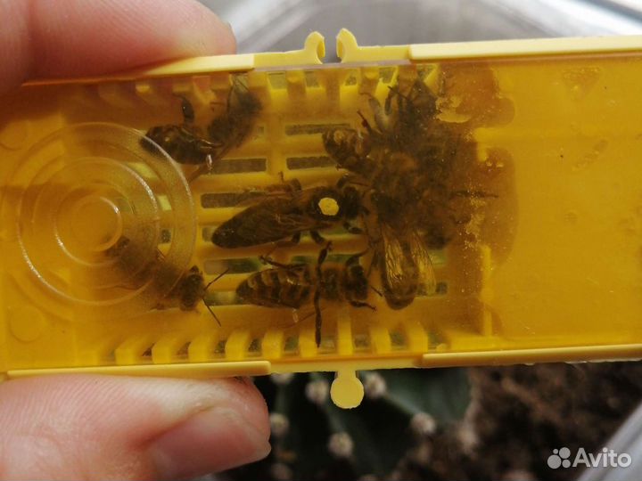 Плодные Пчеломатки Карника матки 2023