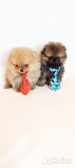 Мини мимики помы