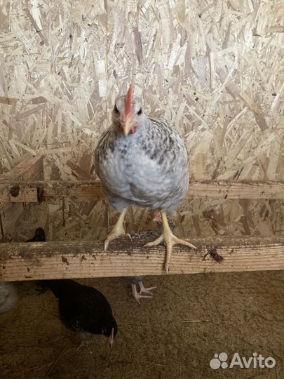 Петухи Барковская Барвиская, Ухейилюй и др