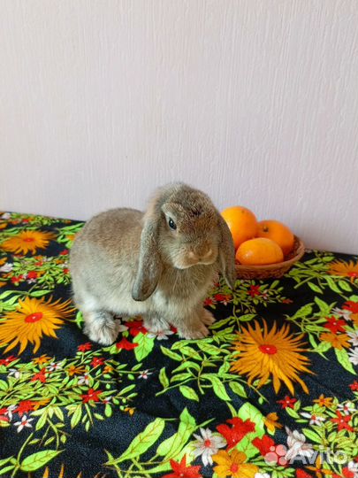 Карликовые крольчата барашки