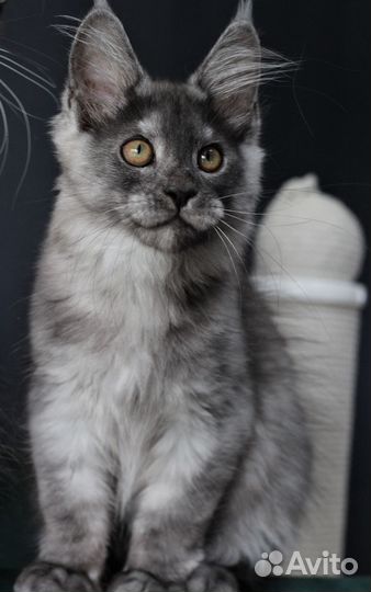 Котята Мейн Кун