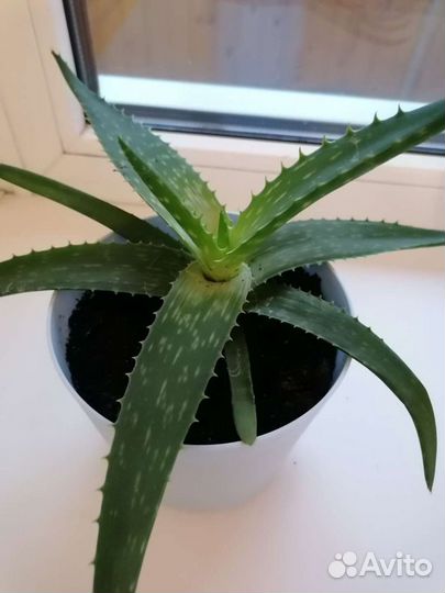 Алоэ вера в горшке