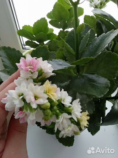 Комнатные цветы каланхоэ