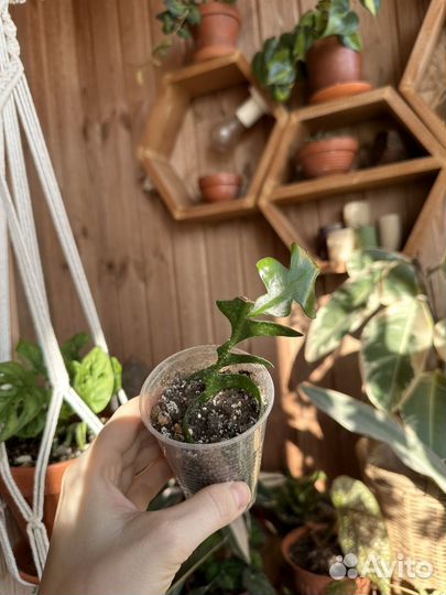 Комнатные цветы