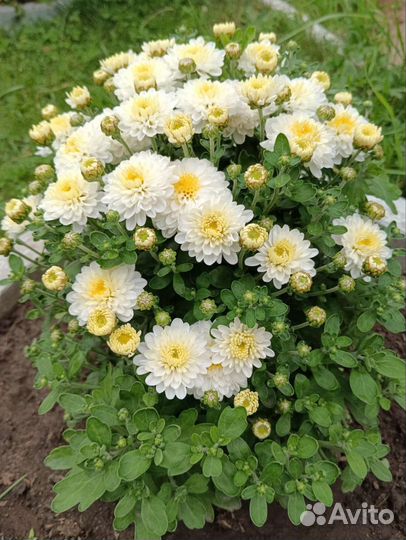 Хризантемы мультифлора