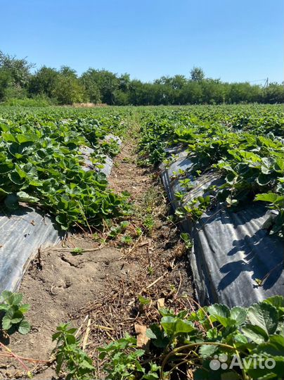 Усы клубники 