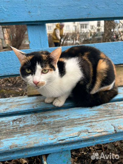 Кошка в добрые руки