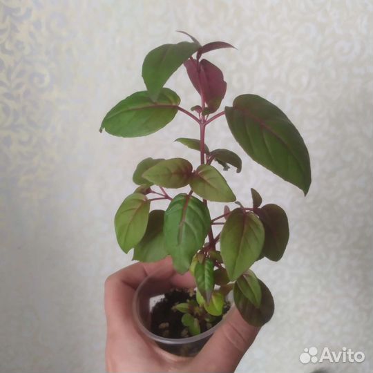 Плющ, Фуксия, Пеларгонии