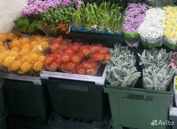 Леукоспермум