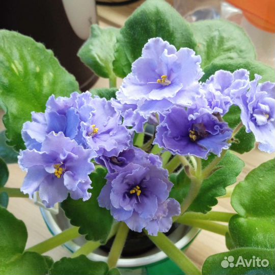 Фиалки сортовые