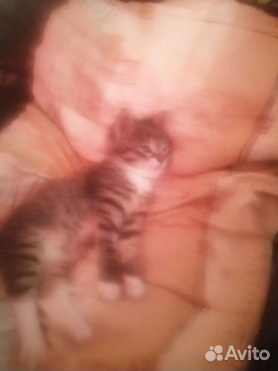 Котик в добрые руки