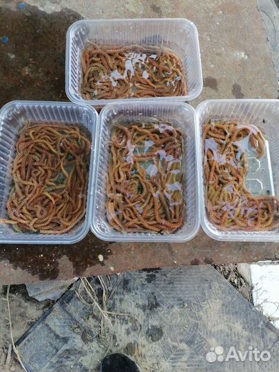 Морской червь св. только на заказ за сутки