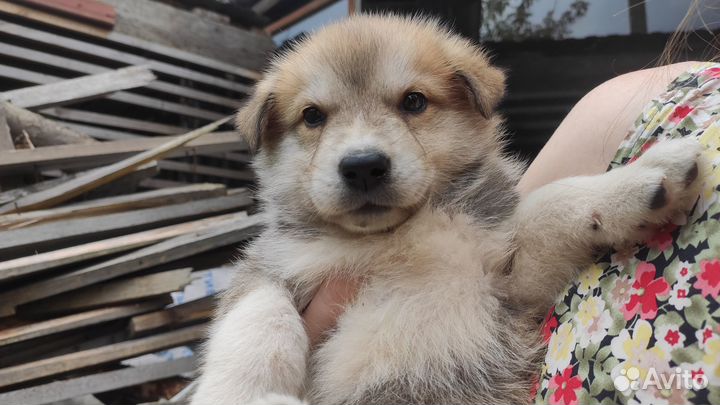 Щенок помесь хаски в добрые руки