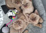 Бурманские котята (клубные)