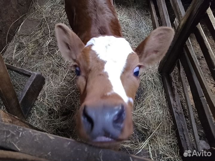 Корова дойная с теленком
