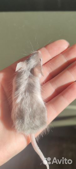 Мышки мальчики