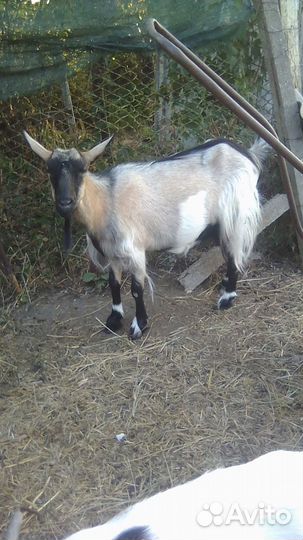 Коза дойная