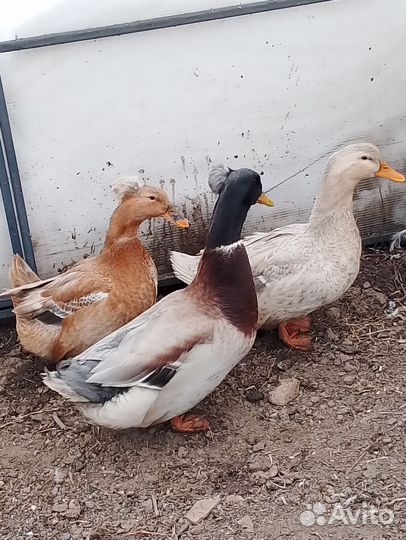 Утиные яйца