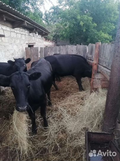 Продаю телок