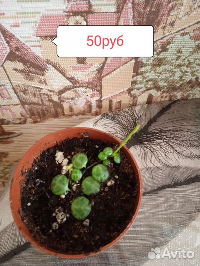 Комнатные цветы