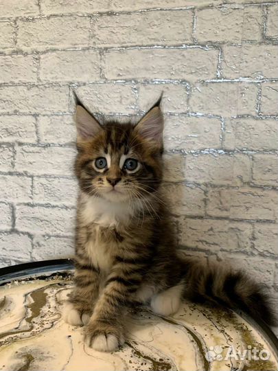 Котята мейн-кун