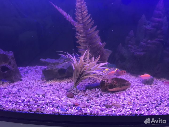 Аквариум в полном комплекте