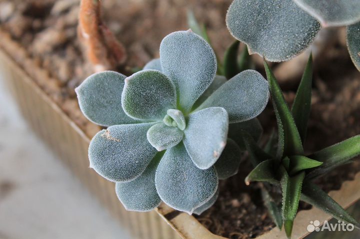 Комнатные цветы, домашние растения