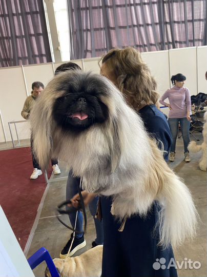 Вязка пекинес