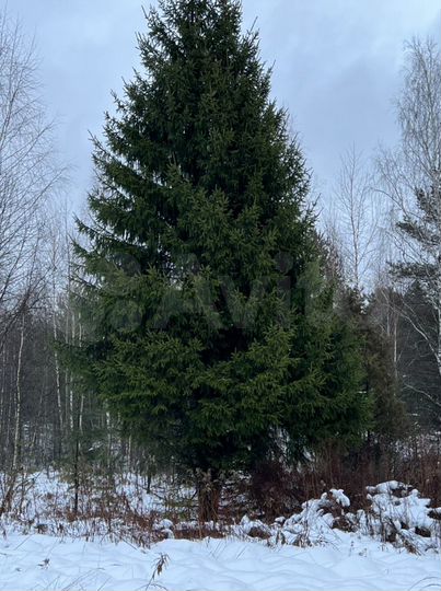 Участок 48 сот. (СНТ, ДНП)