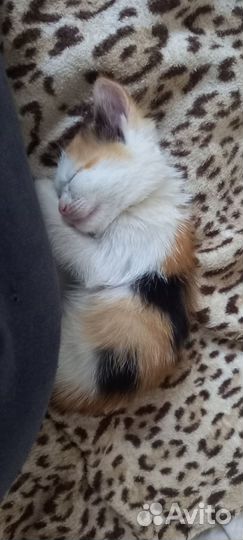 Котенок мальчик бесплатно