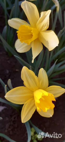 Нарциссы (луковицы)