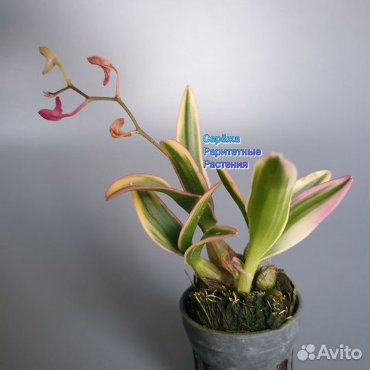 Орхидея вариегатная мини