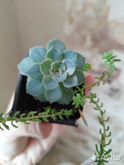 Разные растения