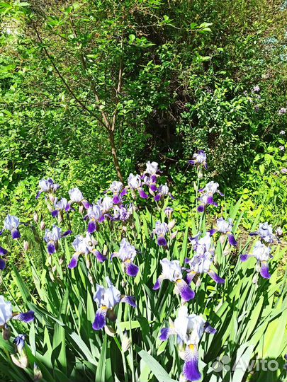 Ирис ирисы цветы за 10 штук