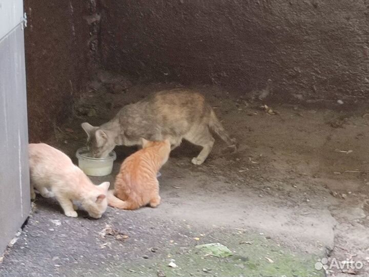 Котята в добрые руки бесплатно