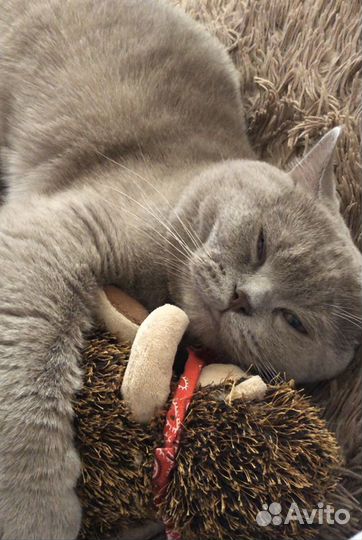 Ждём кошку для вязки