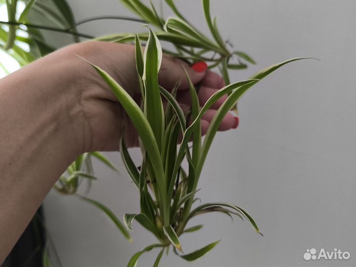 Хлорофитум