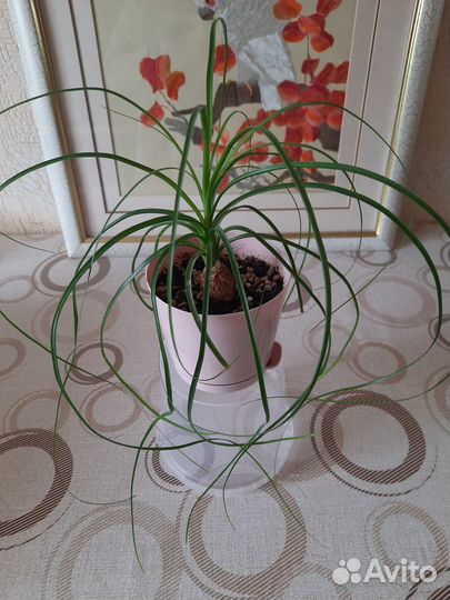 Комнатные растения