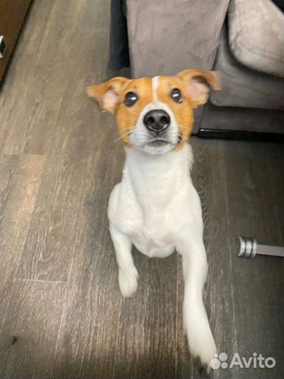 Вязка джек рассел