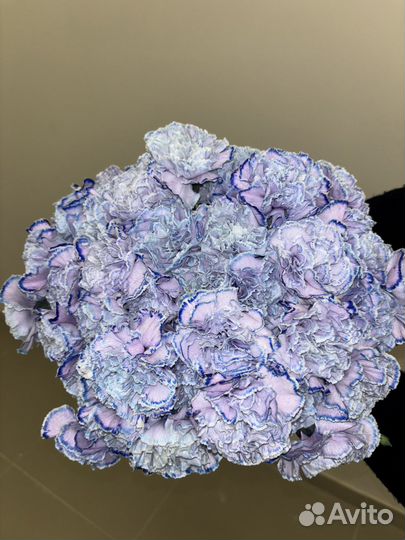 Гвоздики цветы