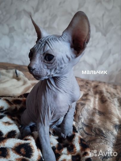 Донской сфинкс