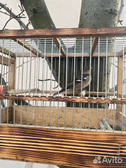 Певчие птицы