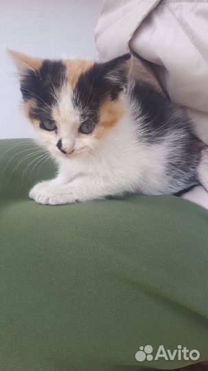 Маленький котенок